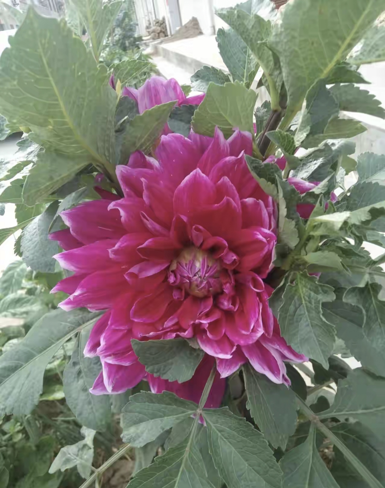 天竺是什么意思